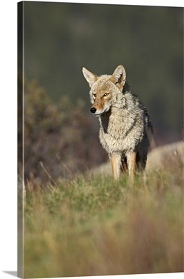 Coyote, Rocky Mountain National Park, Colorado, USA