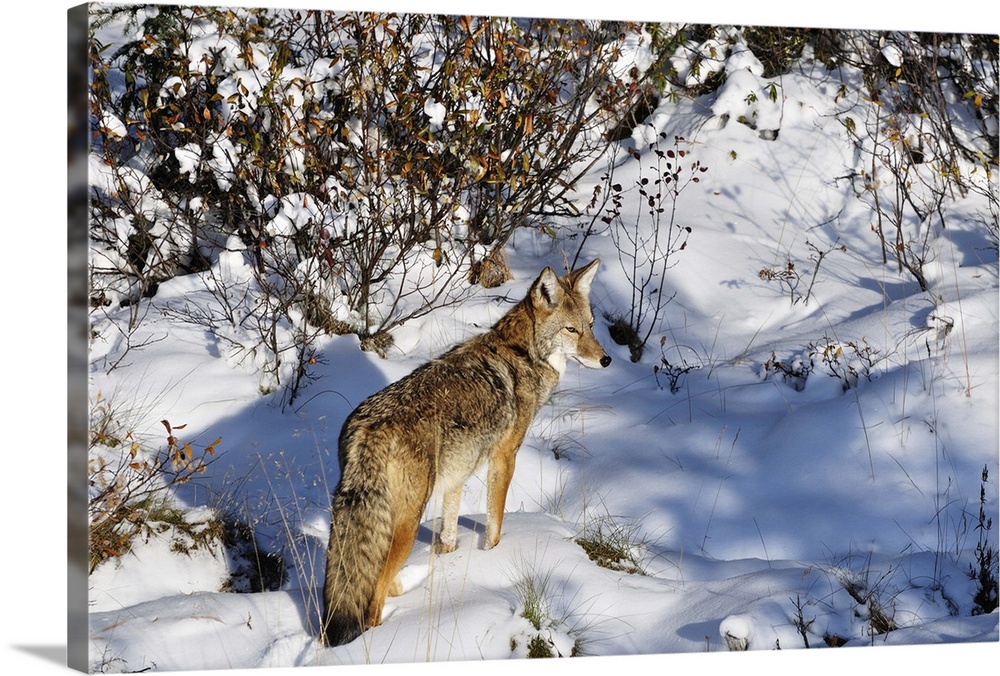Coyote walking through snow, Kananaskis Country, Alberta, Canada