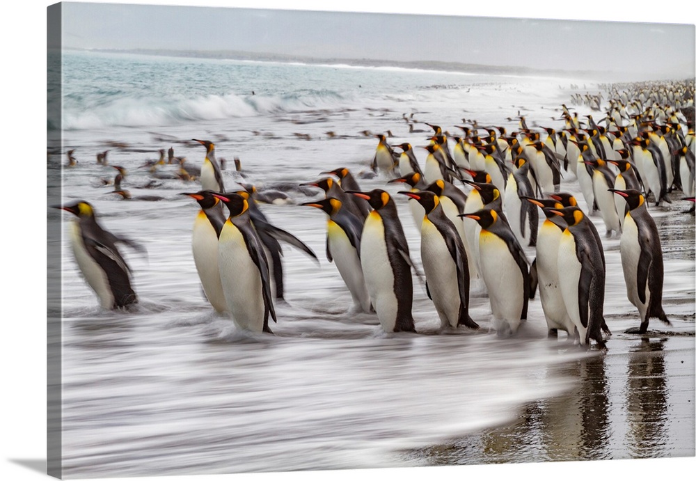 Creative motion blur image of adult king penguins (Aptenodytes patagonicus) returning to the sea on South Georgia, Polar R...