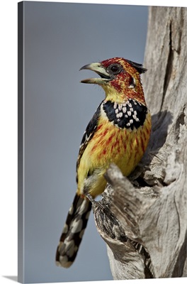 Crested barbet, Selous Game Reserve, Tanzania