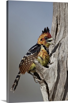 Crested barbet with a raised crest, Selous Game Reserve, Tanzania