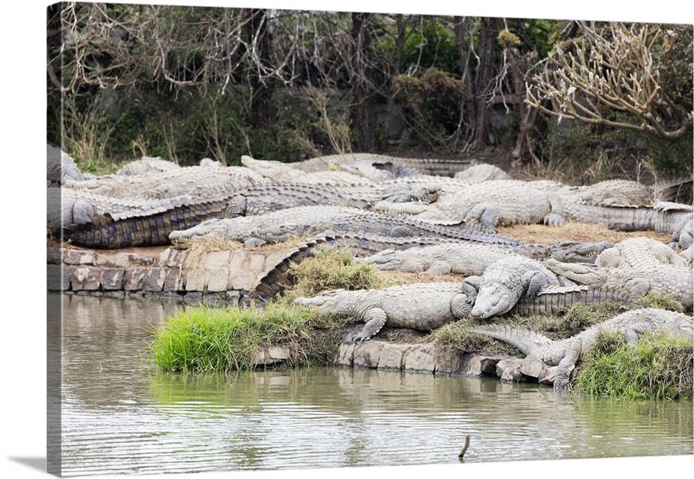 Crocodile Farm, Nile crocodile (Crocodylus niloticus), Antananarivo, Madagascar, Africa