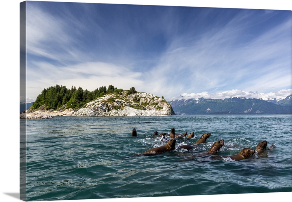 Curious Steller sea lions (Eumetopias jubatus), South Marble Islands, Glacier Bay National Park, UNESCO World Heritage Sit...