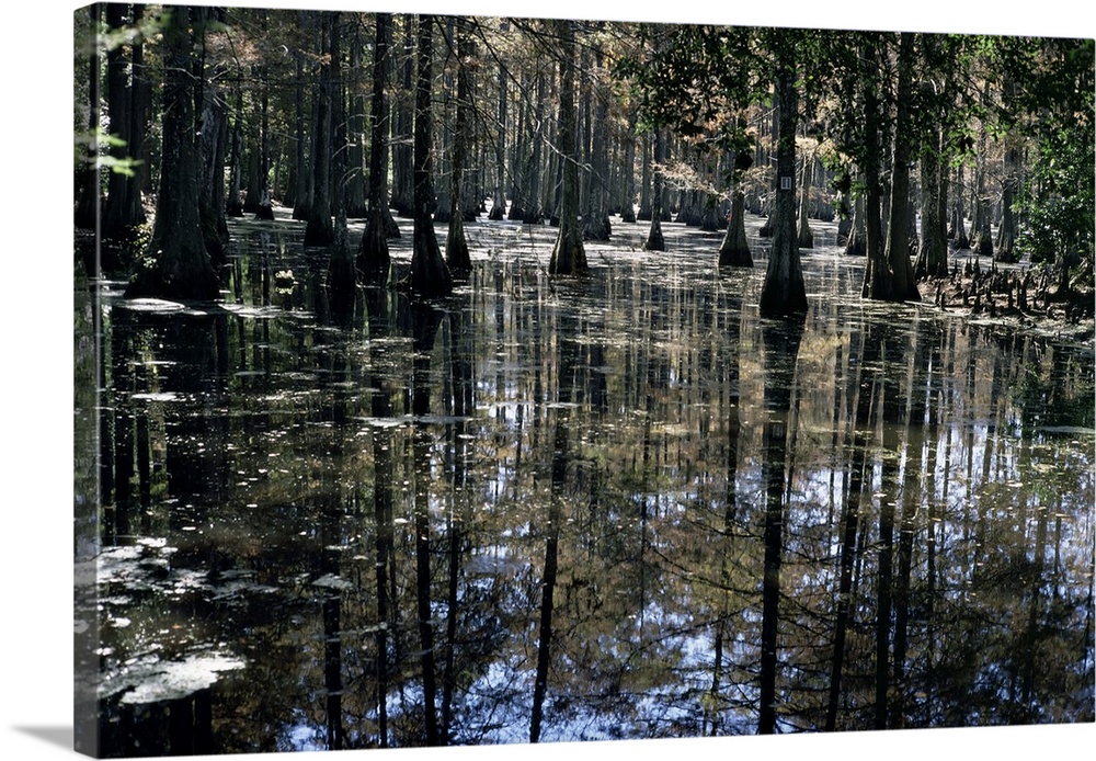 Cypress swamp, Cypress Gardens, near Charleston, South Carolina