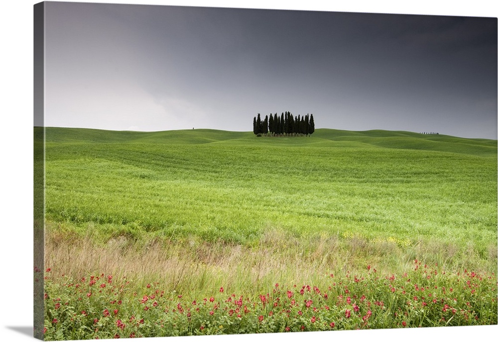 Cypress trees near San Quirico d'Orcia, Val d'Orcia, Siena province, Tuscany, Italy