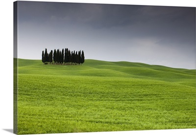 Cypress trees near San Quirico d'Orcia, Val d'Orcia, Siena province, Tuscany, Italy