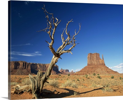 Dead tree in the desert landscape with rock formations, Monument Valley, Arizona