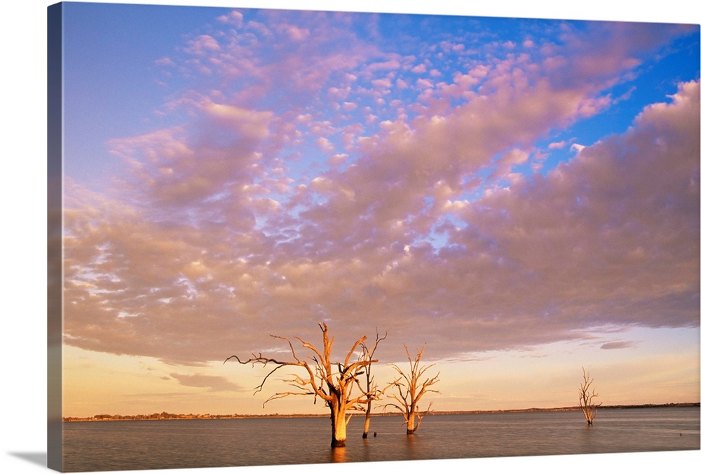 Dead trees, Lake Bonney, South Australia, Australia, Pacific