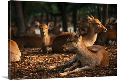 Deer Gather In The Shady Forest Of Nara Park, Nara, Honshu, Japan