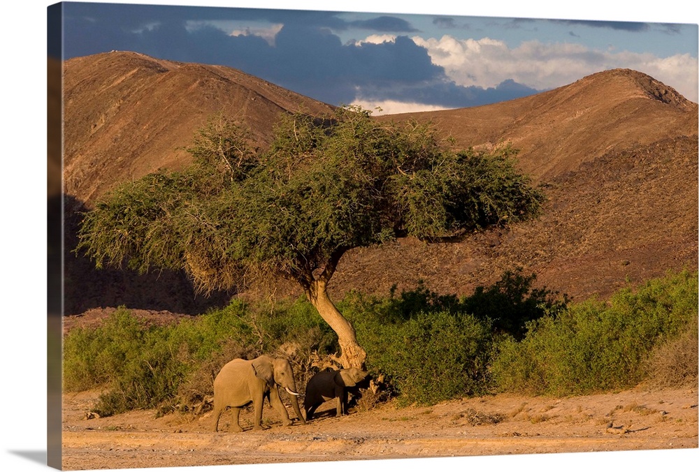 Desert-dwelling elephants in dry river bed, Namibia, Africa