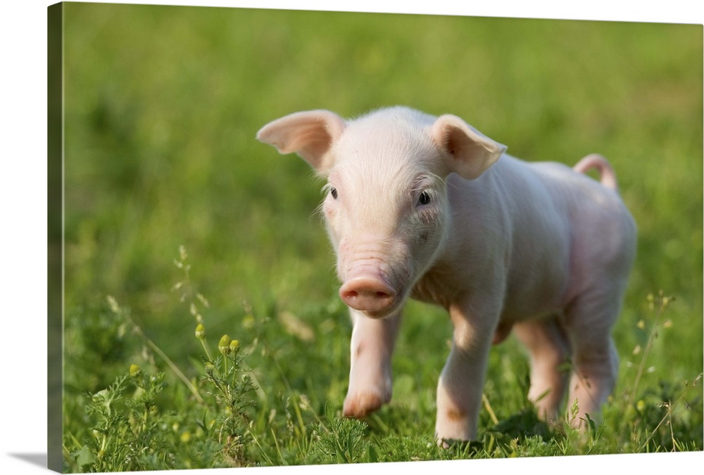 Domestic pig, Huellhorst, Germany