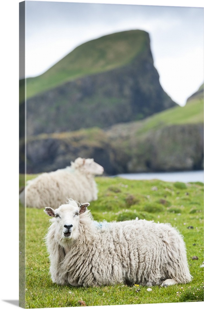 Domestic sheep. Fair Isle, Shetland Islands, Scotland, UK