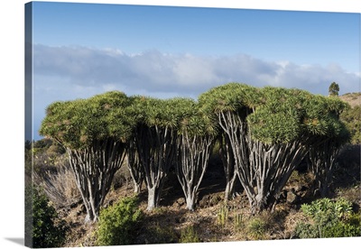 Dragon trees, La Palma Island, Canary Islands, Spain