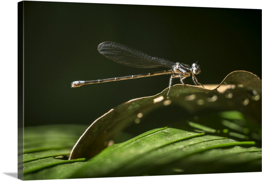 Dragonfly, Sarapiqui, Costa Rica, Central America