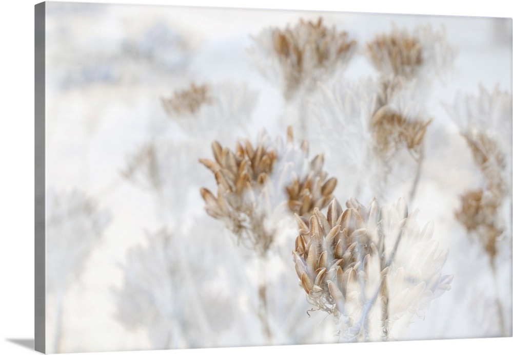 Dried aloe seedheads, South Africa, Africa