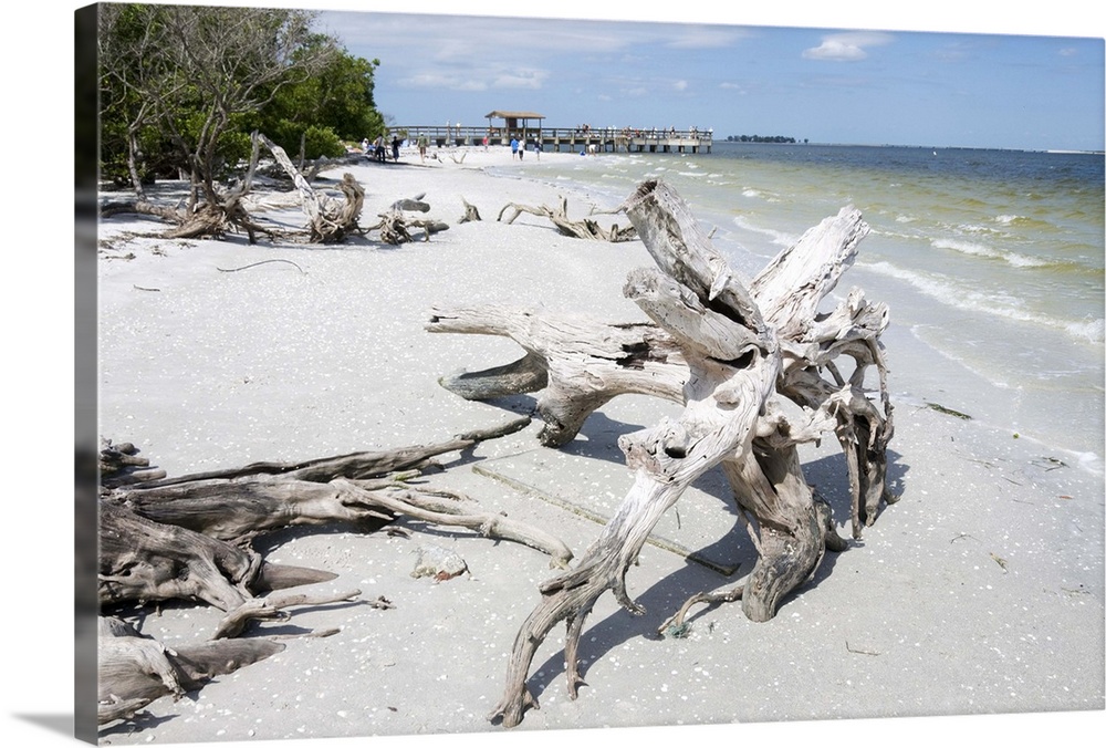 Driftwood on beach with fishing pier in background, Sanibel Island, Gulf Coast, Florida