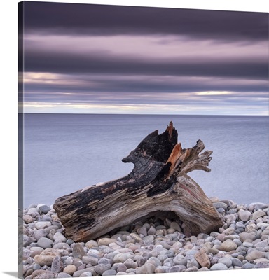 Driftwood On Spey Beach And The Moray Firth, Moray, Scotland, UK