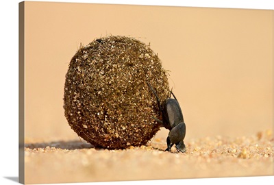Dung beetle pushing a ball of dung, Masai Mara National Reserve, Kenya