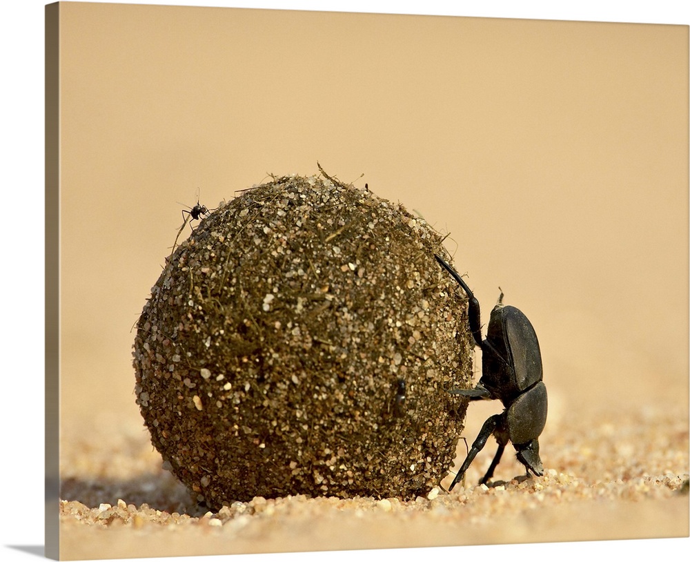 Dung beetle rolling a dung ball, Kruger National Park, South Africa, Africa