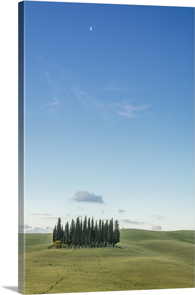 Dusk frames the cypresses on the gentle green hills of Val d'Orcia, Province of Siena, Tuscany, Italy