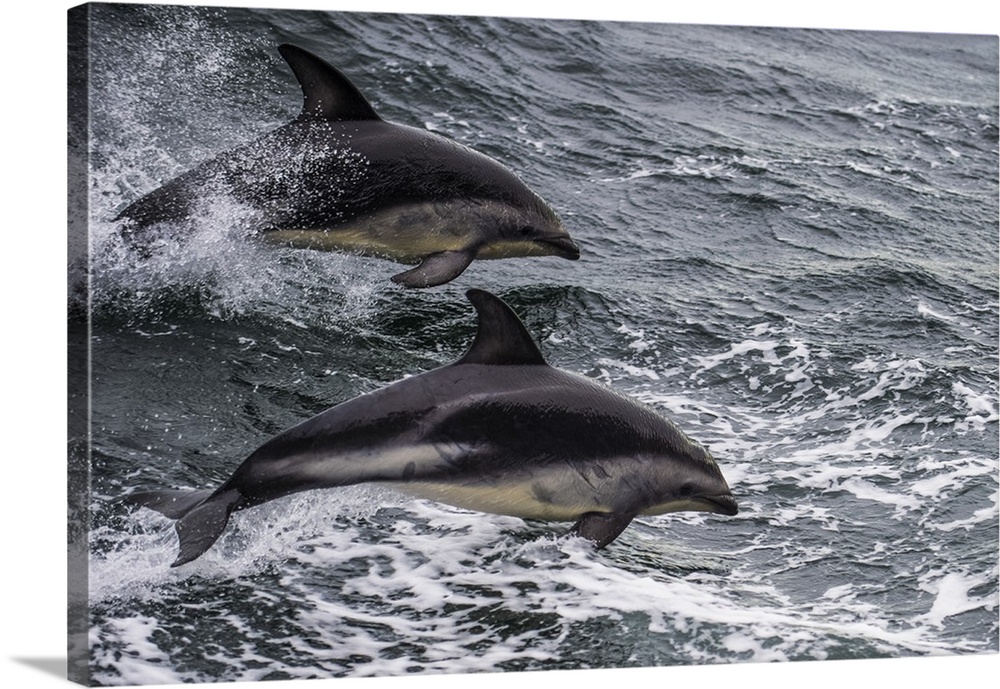 Dusky dolphin (Lagenorhynchus obscurus) jumping, Beagle Channel, Tierra del Fuego, Argentina, South America