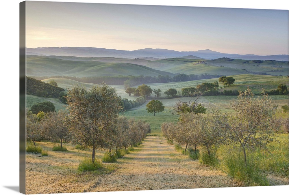 Early morning view across Val d'Orcia from field of olive trees, San Quirico d'Orcia, near Pienza, Tuscany, Italy