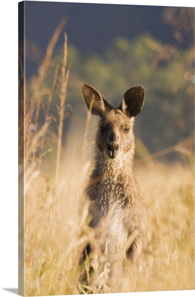 Eastern grey kangaroo, Geehi, Kosciuszko National Park, Australia