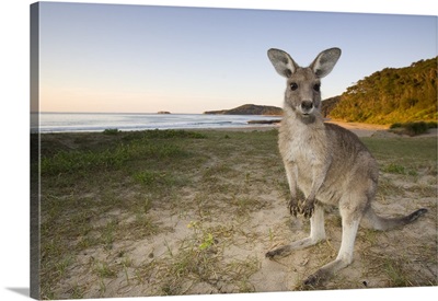 Eastern Grey Kangaroo, Pebbly Beach, Marramarang N.P., New South Wales, Australia