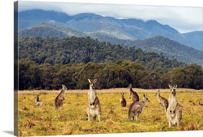 Eastern grey kangaroos, Geehi, Kosciuszko National Park, New South Wales, Australia