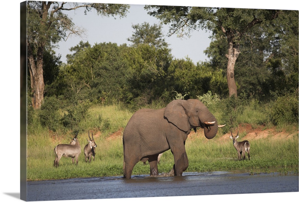 Elephant at water in Kruger National Park, Mpumalanga, South Africa