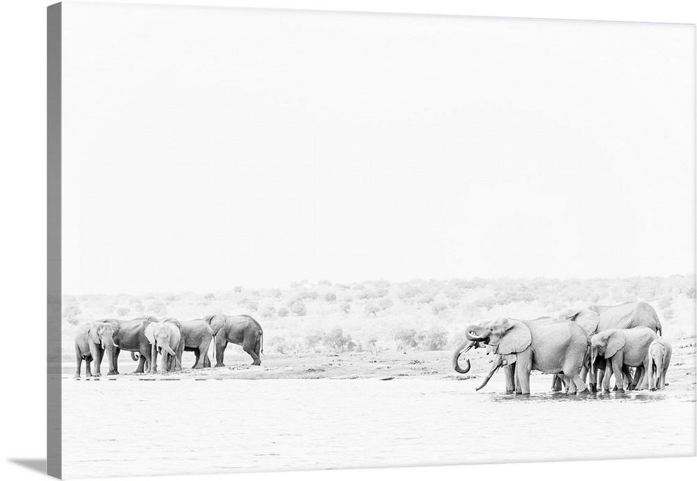 Elephant (Loxodonta africana) drinking in Chobe River, Chobe National Park, Botswana, Africa