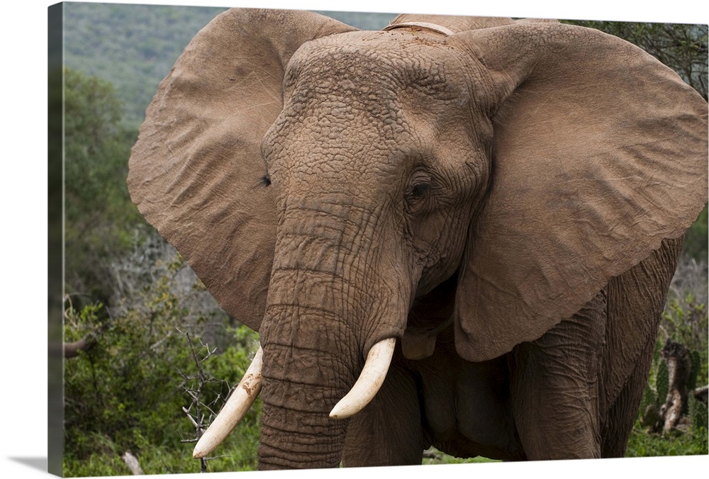 Elephant, Kariega Game Reserve, South Africa