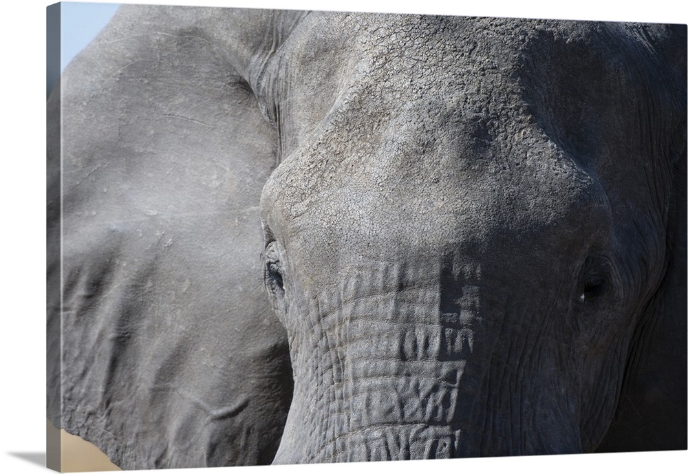 Elephant (Loxodonta africana), Khwai Concession, Okavango Delta, Botswana, Africa