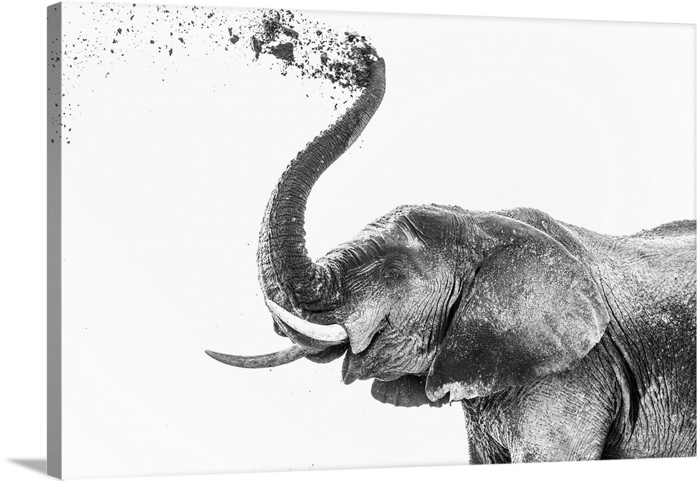 Elephant (Loxodonta africana) dusting, Chobe National Park, Botswana, Africa