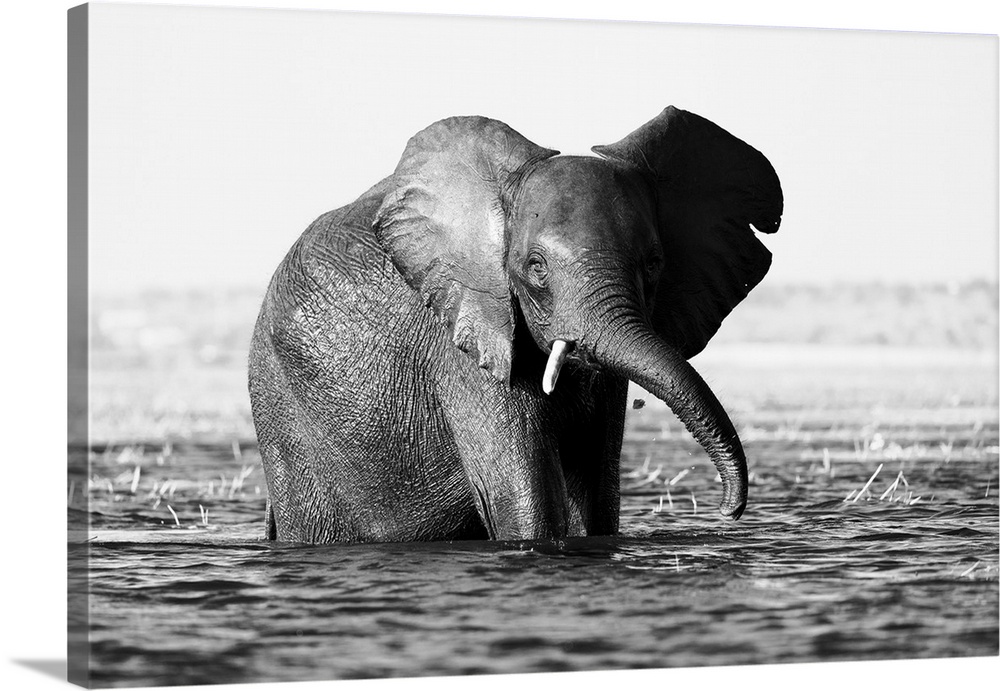 Elephant (Loxodonta africana) in Chobe River, Chobe National Park, Botswana, Africa