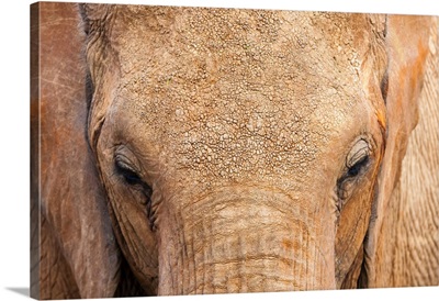 Elephant (Loxodonta Africana), Tsavo East National Park, Kenya, East Africa, Africa