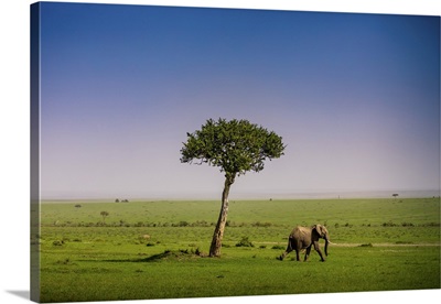 Elephant Seen On A Safari In The Maasai Mara National Reserve, Kenya
