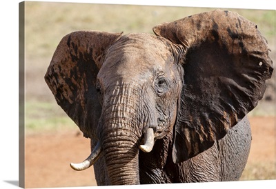 Elephant, Taita Hills Wildlife Sanctuary, Kenya, East Africa, Africa
