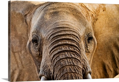 Elephant, Taita Hills Wildlife Sanctuary, Kenya, East Africa, Africa