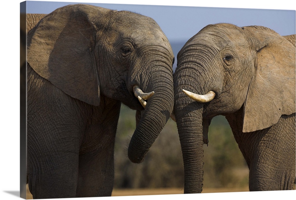 Elephants, Addo Elephant National park, Eastern Cape, South Africa