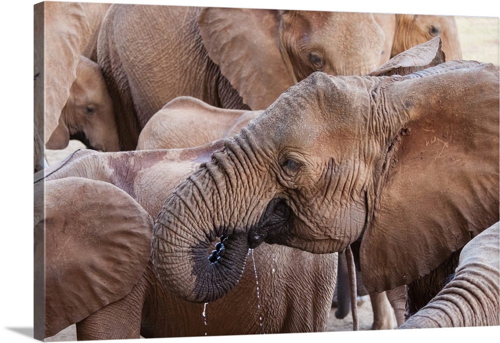 Elephants (Loxodonta africana) drinking, Taita Hills Wildlife Sanctuary, Kenya, East Africa, Africa