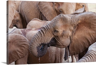 Elephants Drinking, Taita Hills Wildlife Sanctuary, Kenya, East Africa, Africa