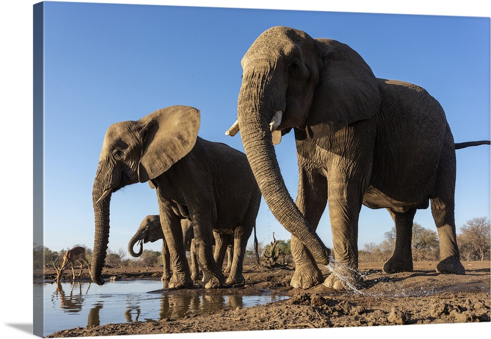 Elephants (Loxodonta africana) at water, Mashatu Game Reserve, Botswana, Africa