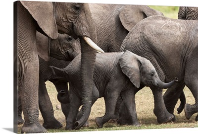 Elephants, Masai Mara National Reserve, Kenya, East Africa, Africa