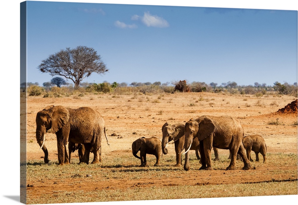 Elephants parade (Loxodonta africana), Tsavo East National Park, Kenya, East Africa, Africa
