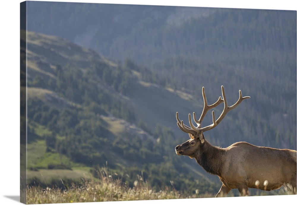 Elk (Cervus canadensis) in Rocky Mountain National Park, Colorado, United States of America, North America