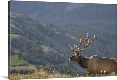 Elk In Rocky Mountain National Park, Colorado, United States Of America, North America