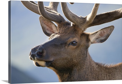 Elk In Rocky Mountain National Park, Colorado, United States Of America, North America