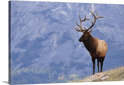 Elk, Jasper National Park, Alberta, Canada, North America
