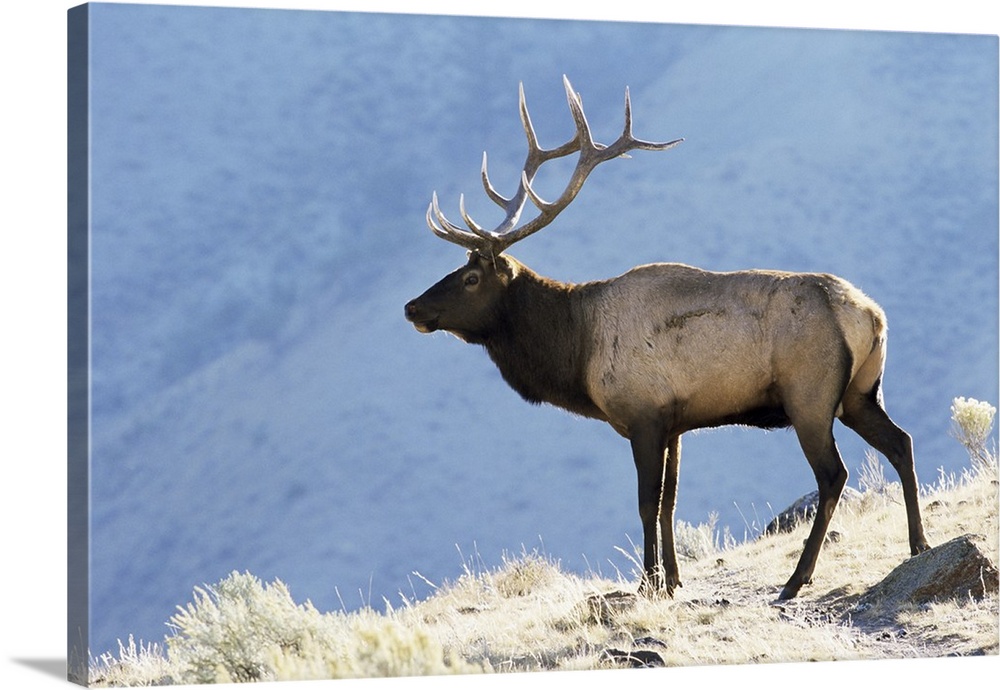 Elk, Yellowstone National Park, Wyoming, USA